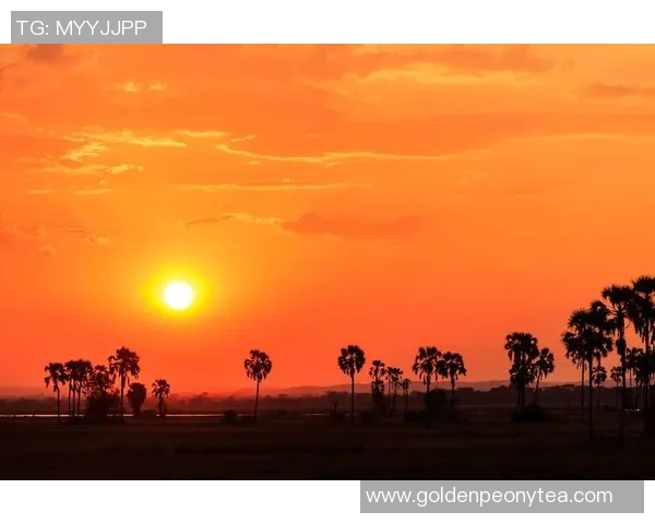荷兰足球的辉煌历史与未来发展展望:从橙色军团到世界舞台的传奇之路 荷兰足球的辉煌历史与未来发展展望:从橙色军团到世界舞台的传奇之路